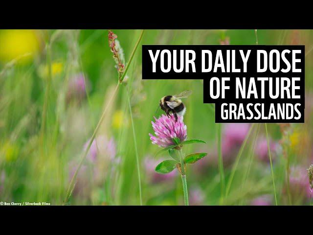 A Daily Dose of Nature | UK Grasslands | WWF