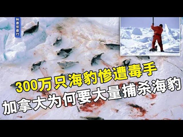 七年来300万只海豹惨遭毒手，加拿大为何要大量捕杀海豹？【科普任意门】