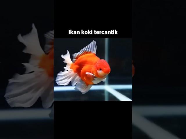 Ikan hias koki tercantik