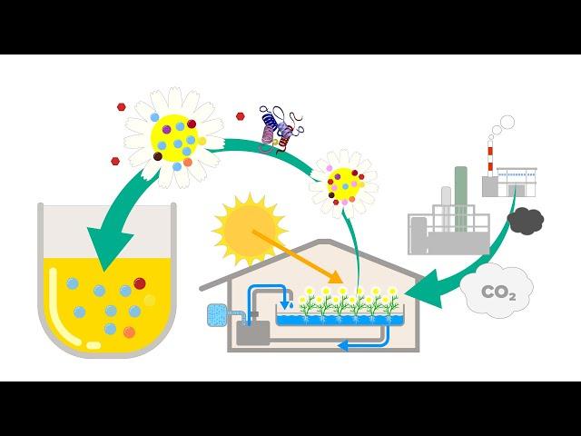 Kao  Plant factory cultivation & development of high purity extracts