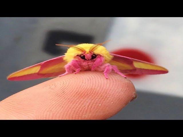 This Colorful Moth Might Just Be The World’s Most Beautiful Insect  Prepare To Fall In Love!