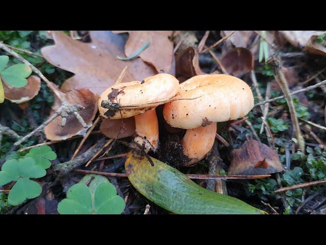 LACTARIUS DELICIOSUS - Delicious and very easy sauce!