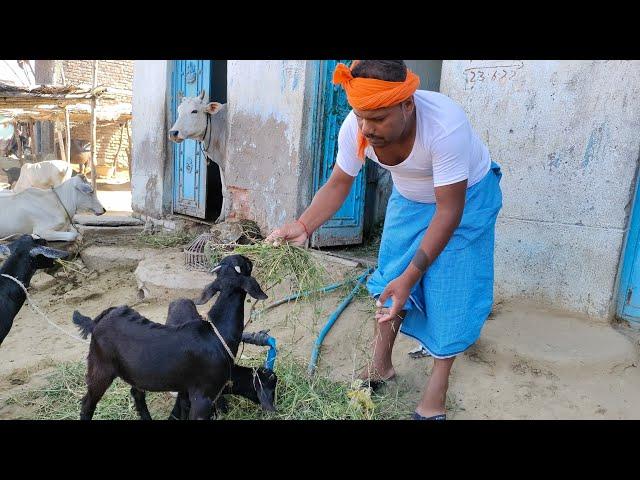 अषाढ़ी पूजाई  प्योर मगहिया भाषा पर आधारित #Uday doctor comedy