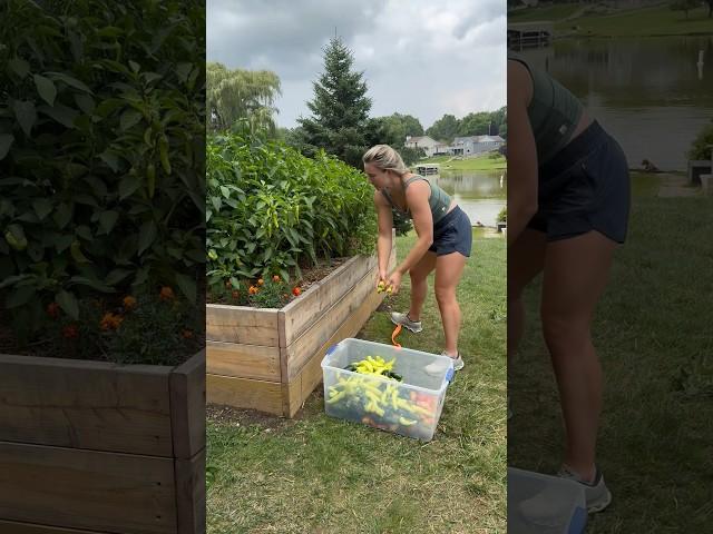 Huge vegetable garden harvest! #gardenharvest #gardening #peppers #tomatoharvest