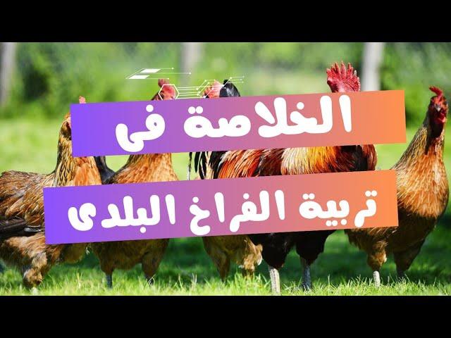 معلومات مهمه جدا عن تربية الفراخ البلدى بكل بساطة  | ملخص التربية فى فديو بسيط ️