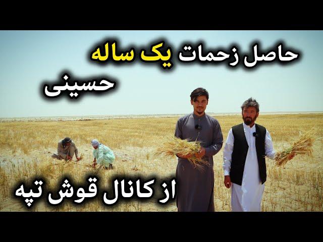 کانال قوش تپه | جمع آوری حاصلات از زمین های زراعتی آقای حسینی در کانال قوشتپه  | Qoshtepa #حسینی