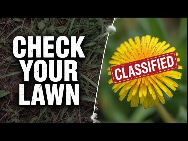 You Have This SECRET Superfood On Your Lawn