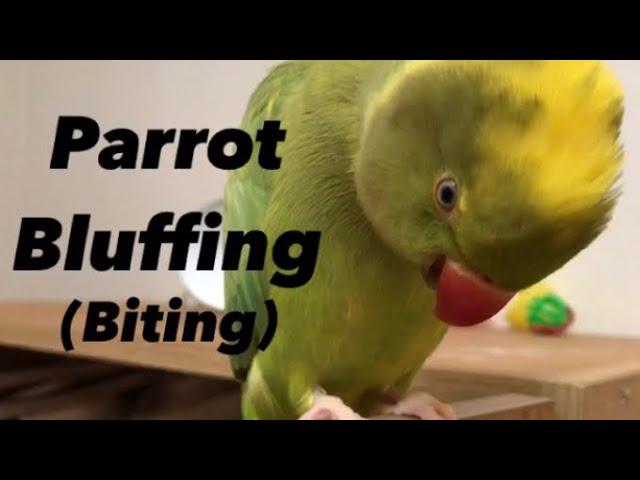 Parrot bluffing (biting)  - Indian Ringneck