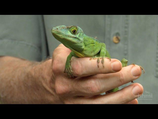 The Phylogenetic Tree of Anole Lizards — HHMI BioInteractive Video