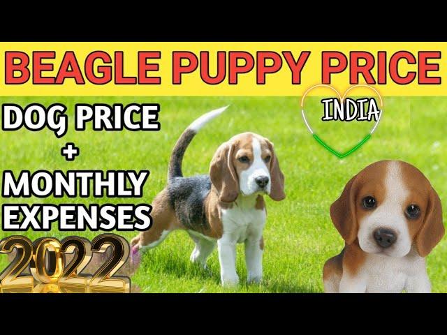 Beagle Price in India 2022 in Hindi (monthly expenses)+dog price, cheapest dog india