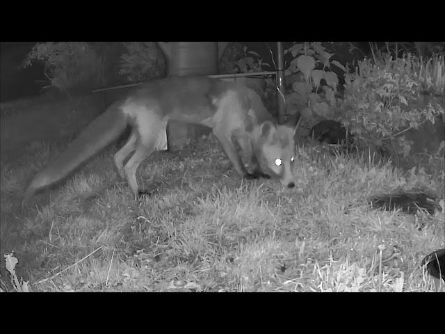 Fuchsattacke auf den Igel!