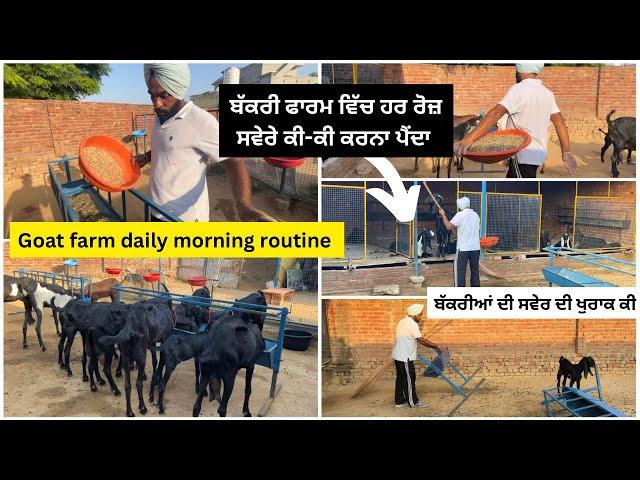 ਬੱਕਰੀ ਫਾਰਮ ਚ ਹਰ ਰੋਜ਼ ਸਵੇਰੇ ਕੀ ਕਰਨਾ ਪੈਂਦਾ||goat farm daily routine||goat feeding #goatfeed #goatfarm