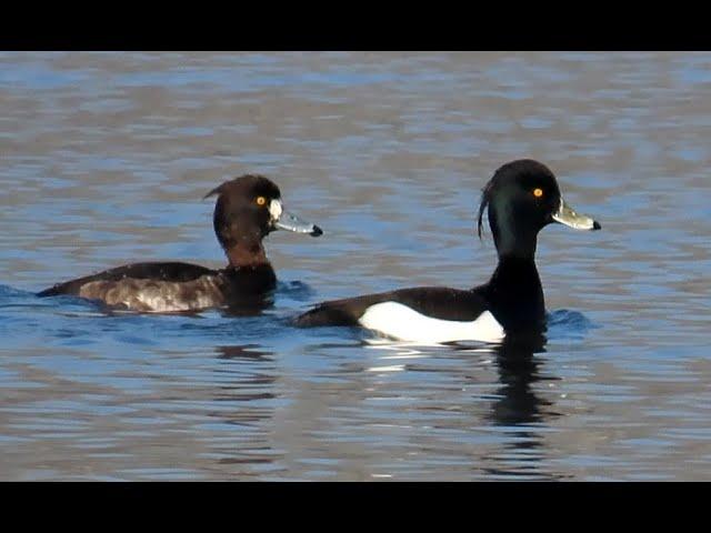 915. Polák chocholačka, Tufted Duck, Reiherente, Хохлатая чернеть, Czernica