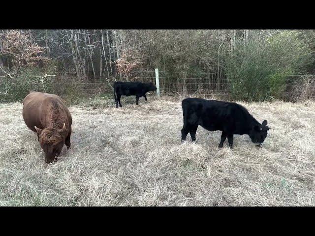 Rotational grazing cattle, winter stockpile