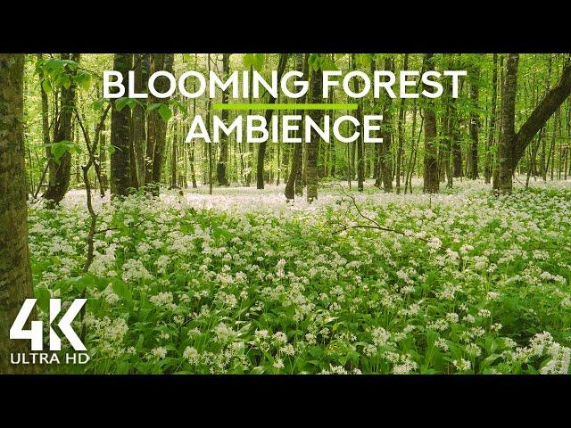 8 HOURS Birds Singing in Russian Summer Forest - 4K Nature Soundscapes for Relaxation and Sleep