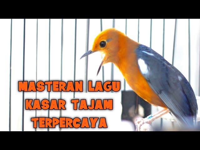 MASTERAN ANIS MERAH, ANIS MERAH TELER LAGU KASAR DAN TAJAM