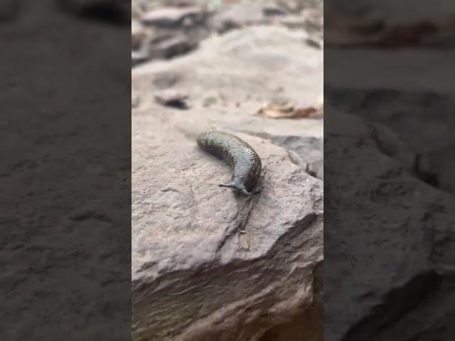 A cute little slug doing slug things. This was somewhere near New Hope.