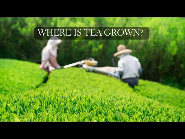 Japanese Tea Regions Explained - Where is Tea Grown?