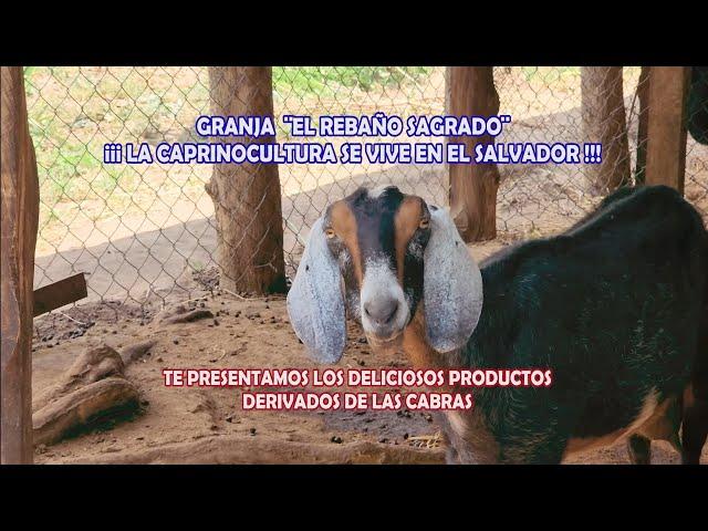 Las Mejores Cabras Lecheras de EL SALVADOR, Granja El Rebaño Sagrado en Usulutan.