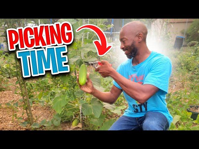 Backyard Garden Harvesting | Summer Harvest