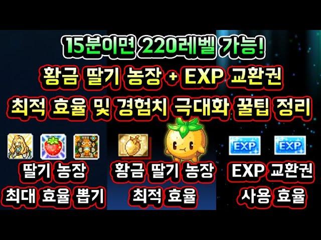 [메이플스토리 맑음] 황금 딸기 농장 + EXP 교환권 최적 사용 효율 및 경험치 극대화 방법 꿀팁 정보 총정리 (15분이면 220레벨 가능!)