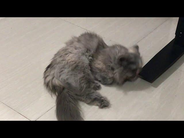 Female Persian Cat in Heat