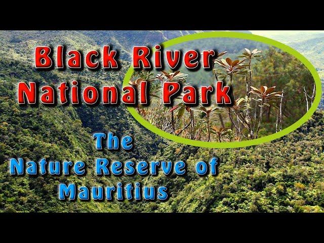 Black River National Park | Fauna and Flora Sanctuary (Wildlife of Mauritius) | Mauritius360.com