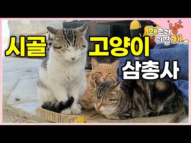 마을을 누비고 다니는 고양이 3마리! 그 와중에 길고양이들에게 고기 뺏겨서 할머니 속상│#왜그러냥귀엽개