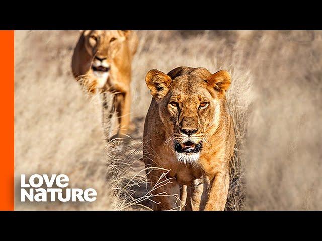 Nomadic Lions Boldly Trespass Onto Nsefu Pride Land | Love Nature