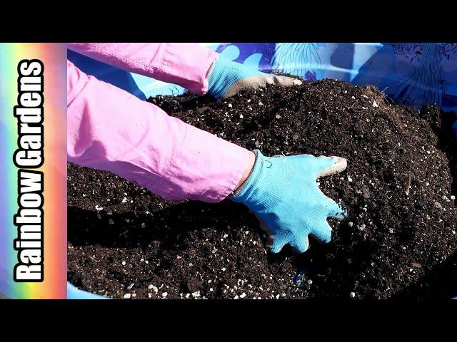 How I Refresh the Container Soil & What's Growing? Meyer Lemons, Basil, More! + Black Friday Sale!!