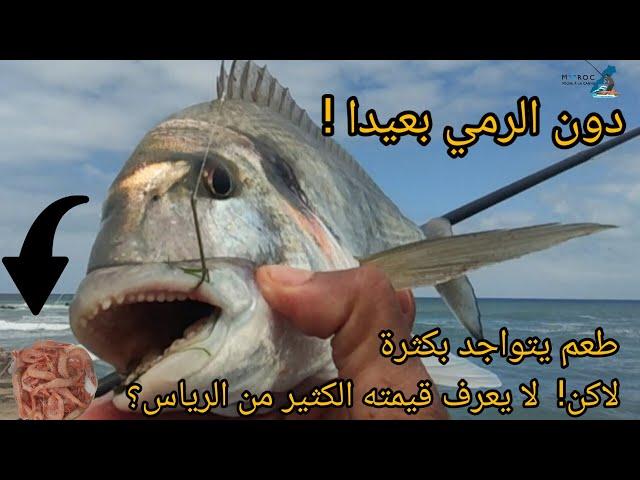 Pêche Au Maroc 2023:صيد زريقة#pêche dorade royale#pesca dell'orata#seabream fishing#pesca de dorada