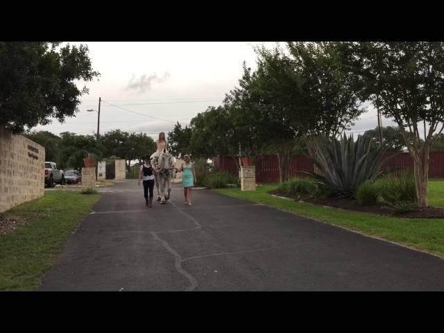 Angeli Carriages - Bridal Entrance on Drafthorse