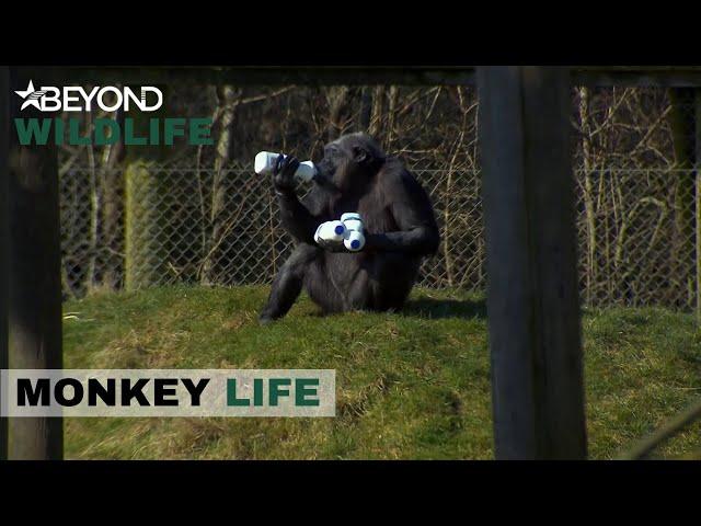 S7E18 | Paddy's Milkshakes Bring All The Chimps To The Yard! | Monkey Life | Beyond Wildlife