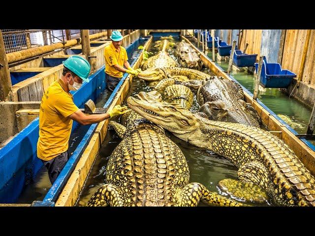 How China is Farming Millions of Crocodiles for Meat | HOW IT'S MADE