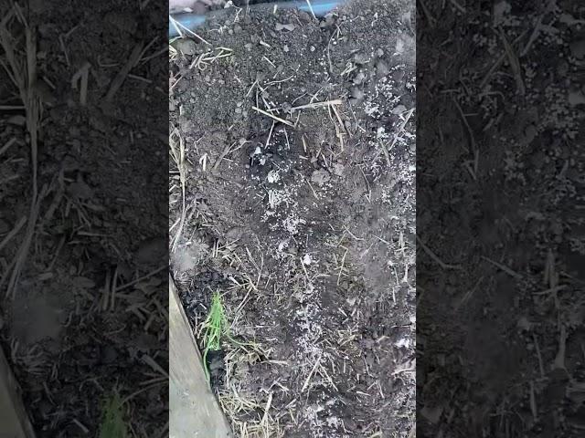Весенняя посадка лука