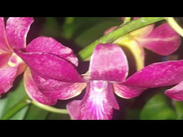 Beberapa Koleksi Taman Orchid yang sedang Knop dan Berbunga