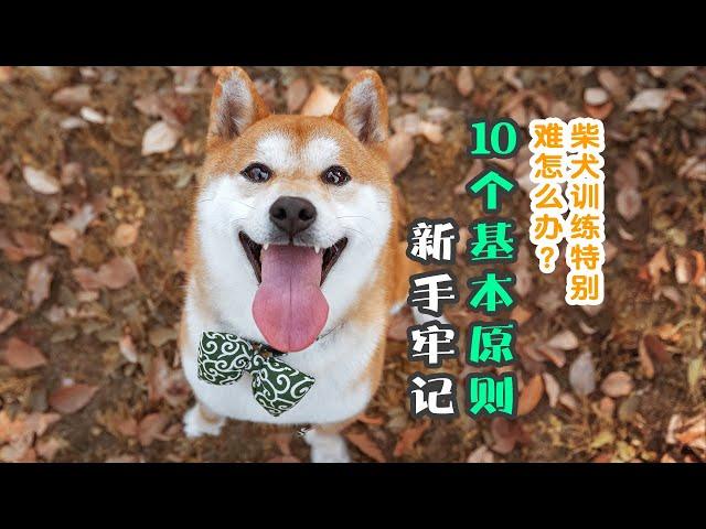 柴犬特别难训练？新手牢记10个基本原则，7天变成乖狗狗！