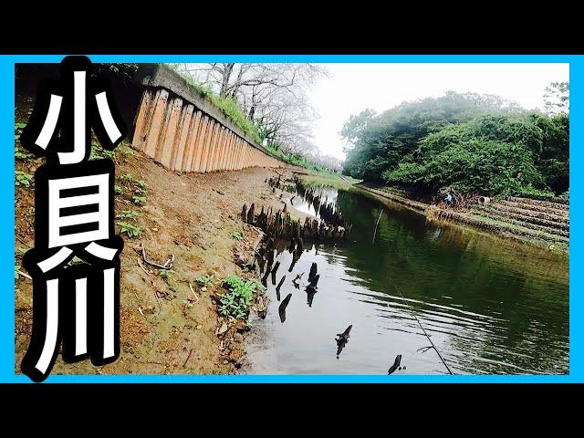 どんだけバスが釣れるの！？沢山バス釣れる川で釣りしてみた。