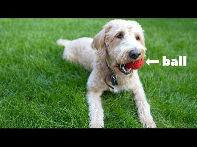 Playing with a ball in the sun!