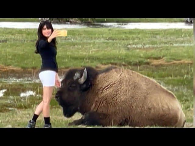 Gigantic Bison Lunges at Tourist Who Tried to Pet It