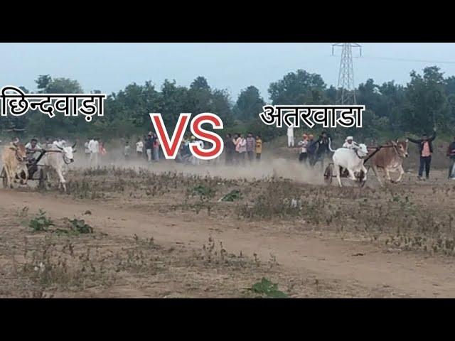 tru bulluck jodi rare attarwala versus Chhindwara no2 ki Jodi MP PAT PRATIYOGITA 22 Bull beautiful