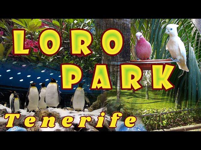 Walk Through Loro Parque - Tenerife, Canary Islands