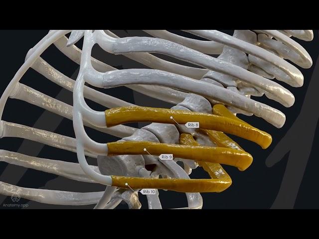 The Anatomy of Ribs: types of ribs, parts of ribs and movements during breathing