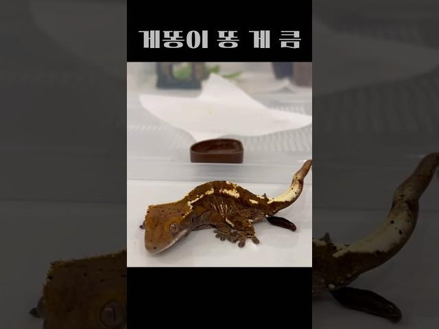 게똥이 똥 보고 좋아요를 누르는 분들 모두 good luck들숨에 건강이 날숨에 재력이