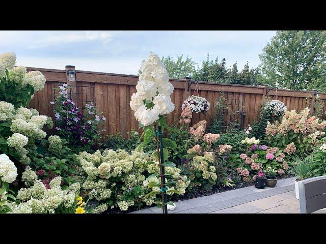 How To Train A Hydrangea Tree for Beginners + Garden Updates - September 1, 2021