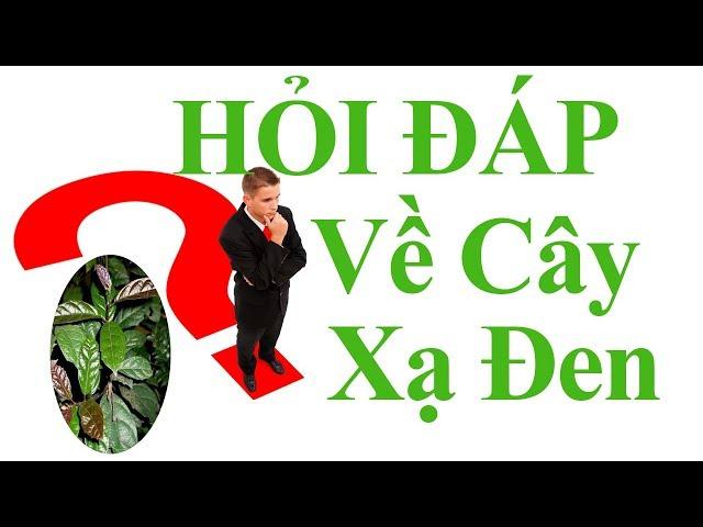 Hỏi Đáp Về  Cây Xạ Đen Hòa Bình thuốc quý điều trị ung thư