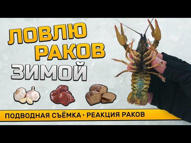 Ставлю раколовку под лёд! Реакция раков на чеснок и печень