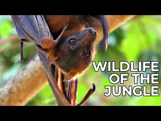 World of the Wild | Episode 6: The Jungles of Asia | Free Documentary Nature