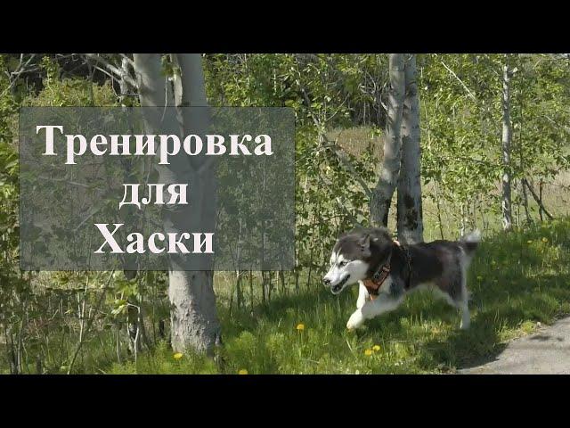 Тренировка для Хаски / ХАСКИ БЛОГЕР / Блогер БН / ХАСКИ / Хаски Улла / Siberian Husky / husky dog