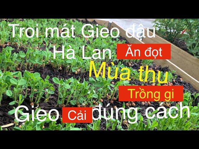 cải,cách gieo các loại cải,gieo hạt đậu Hà lan ăn đọt ,link mua Hạt giông đậu Halan bên dưới